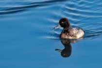 Lesser Scaup found one of the few remaining patches of open water in Montana 