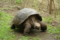 Lets make a trip big turtle The Galapagos 