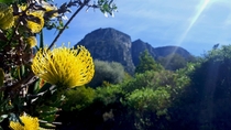 Leucospermum cordifolium - Cape Town RSA 