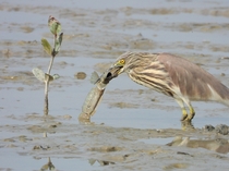 Life vs deathChinese pond heron amp Great blue spotted mudskipper