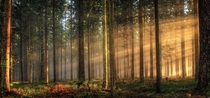 Light bursting through the fog in the black forest southern Germany 