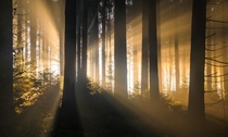 Light Rays comming through the trees in southern Germany 