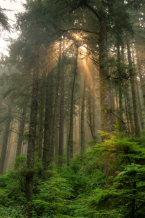 Light Rays in Siuslaw National Forest Oregon 