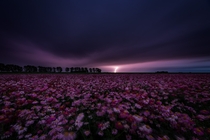 Lightning strike over field of flowers Poortvliet the Netherlands 