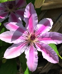 Lilac Clematis 