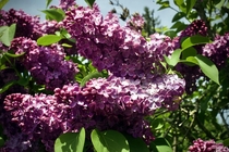 Lilacs for days