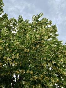 Linden trees blooming in town and they smell amazing