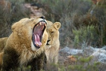 Lion and lioness  x  