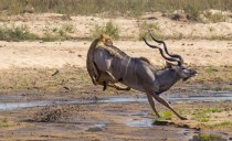 Lion attacking Kudu 