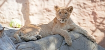 Lion Cub 