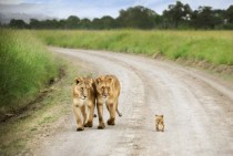 Lion cub and his lioness siblings in Masai Mara Kenya 