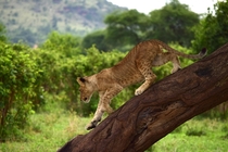 Lion cub in Tarangire National Park Tanzania 