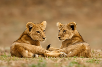Lion cubs 