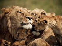 Lion Family in Kenya  Photo by Brandon Harris