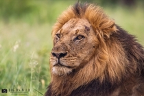 Lion taken in Kruger National Park