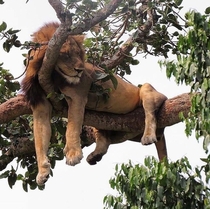 Lion taking a catnap