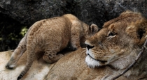 Lioness and cub in The Mara  Kenya OC