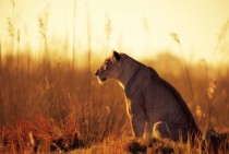 Lioness in the sun 
