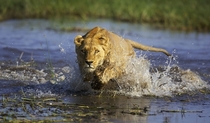 Lioness Panthera leo running through water 