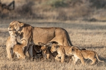 Lionesses and their cubs Photo credit to Ketan Khambhatta