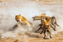 Lions Fight Hyenas over a Kill in Etosha National Park by NingYu Pao 