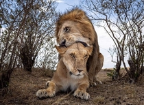 Lions mating ritual  Masai Mara Kenya