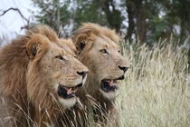 Lions Panthera Leo in South Africa 