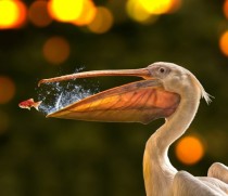 Little fish escapes from pelicans beak 