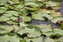 Little Mallard duckling Anas platyrhynchos makes its way across some lily pads at the Detroit Zoo 