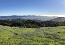 Little Super-Bloom Russian Ridge Open Space Preserve California 