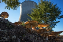 Living in the shadow of the mushroom cloud - found some fungi while exploring an unfinishedabandoned nuclear power station