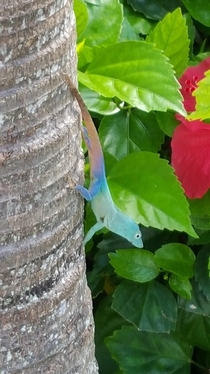 Lizard in Bermuda mid color change 