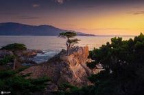 Lone cypress sunsetreally loved the soft light hitting this tree during our west USA road trip 