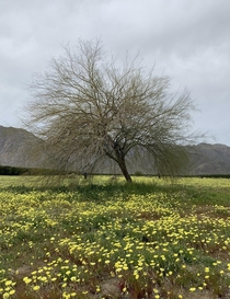 Lone Palo Verde Cercidium floridum in a field of Desert Dandelions Malacothrix glabrata in the Anza-Borrego Desert last Spring  - Getting ready for this years bloom