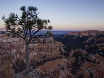 Lone pine in Bryce Canyon Utah 