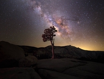 Lone Pine in Yosemite National Park 