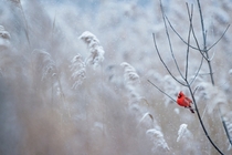 Lone Red Cardinal in the snow Photo credit to Ray Hennessy