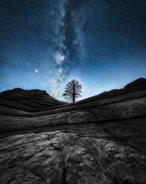 Lone Tree Arizona 