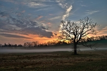 Lone tree at sunrise Ochs Orchard Warwick NY  x  Photo by Adam DeVuyst