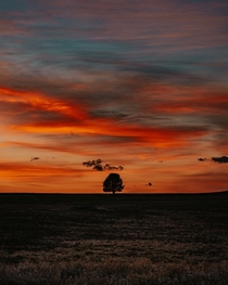 Lone tree in a field at sunset in Polson Montana 