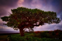 Lone tree in Poipu Beach Kauai 