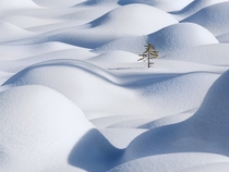 Lone tree in the snow waves of Jasper National Park Alberta  Photo by Victor Liu