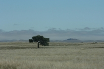 Lone tree on Namibias landscape 