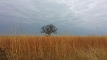 Lone tree on the Oklahoma plains 