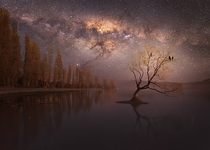 Lone tree under the Milky Way in Wanaka New Zealand 