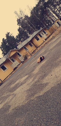Lonely bear at a empty house  Torshlla Sweden