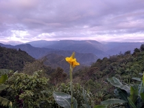 Lonely Mountain Flower in Banaue Philippines 