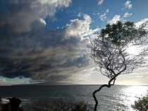 Lonely tree at Wailea Maui Hawaii 