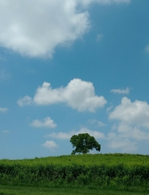 Lonely tree in a field Wyomissing Pa OC x