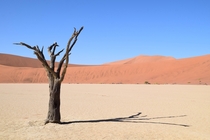 Lonely tree in Deadvlei Namibia  x